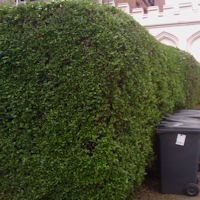 Warwick Hedge Cutting